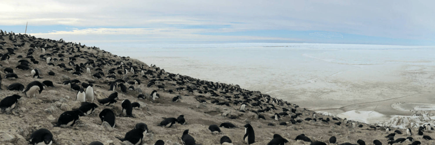 Counting penguins at the South Pole with DJI drones
