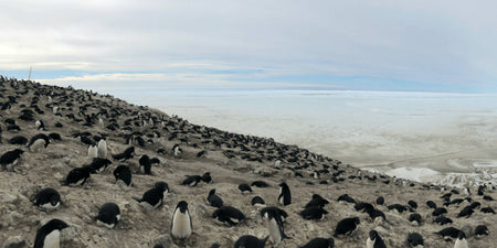 Counting penguins at the South Pole with DJI drones