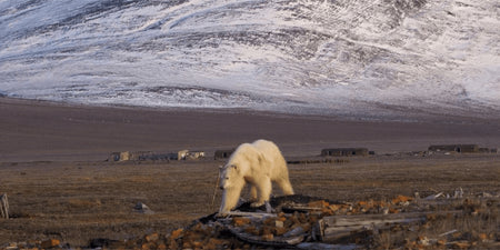 DJI's thermal drones help researchers monitor polar bear populations