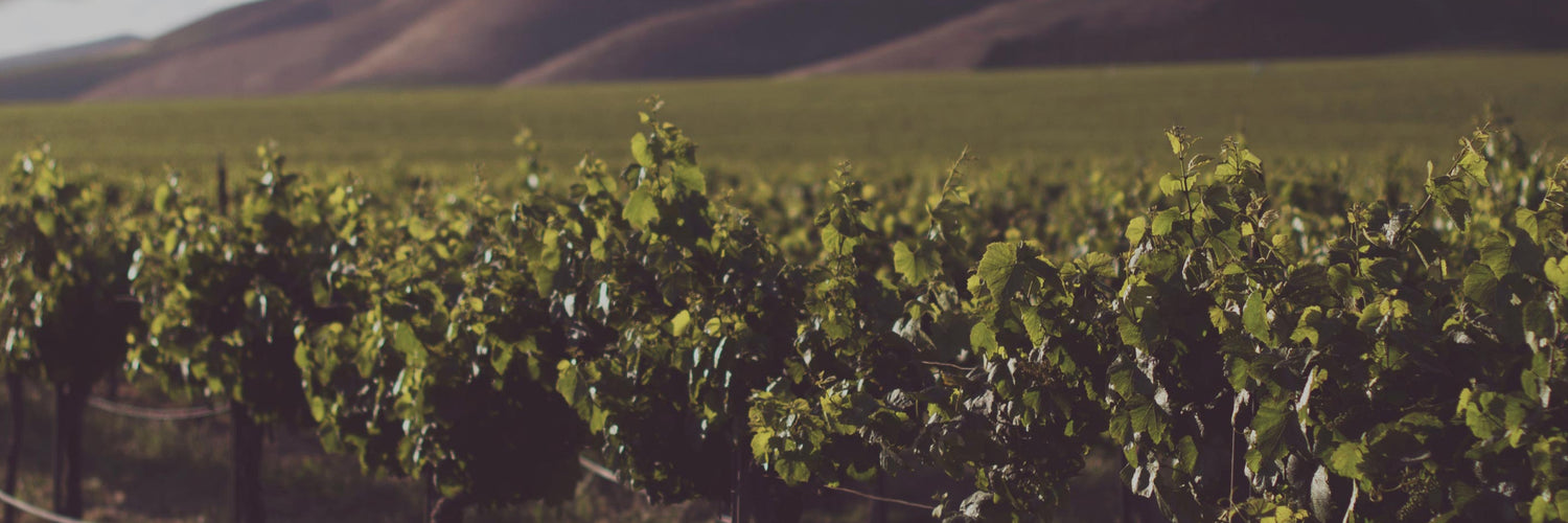 Drones & Vineyards – technology that’s pleasing to the palate