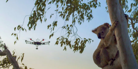 Drones help environmentalists protect endangered animals